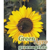 Семена Подсолнечник летний (Helianthus annuus) "Sonja" (golden yellow) raw 500 шт. Семена Подсолнечник летний (Helianthus annuus) "Sonja" (golden yellow) raw 500 шт.