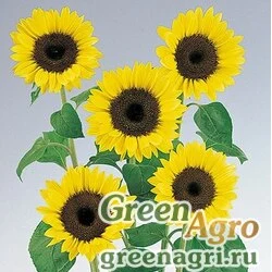 Семена Подсолнечник летний Helianthus annuus Premier F1 Light Yellow Precision 1000