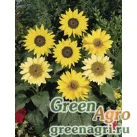 Семена Подсолнечник летний (Helianthus annuus) "Pacino" (mix) raw 1000 шт.