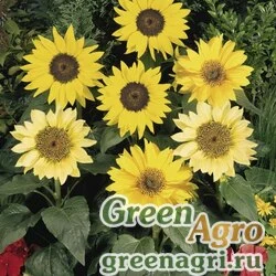 Семена Подсолнечник летний (Helianthus annuus) "Pacino" (mix) raw 1000 шт.