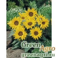 Семена Подсолнечник летний (Helianthus annuus) "Pacino" (cola) raw 1000 шт.
