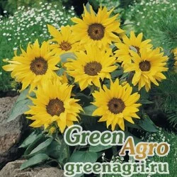 Семена Подсолнечник летний (Helianthus annuus) "Pacino" (cola) raw 1000 шт.