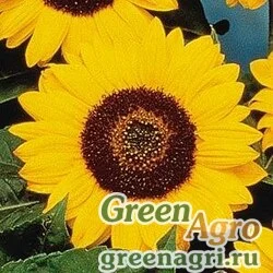 Семена Подсолнечник летний Helianthus annuus PRADO GOLD Treated 1000