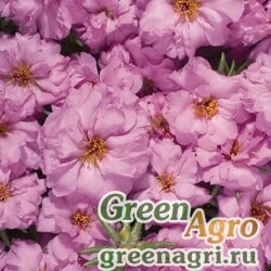 Семена Портулак крупноцветковый (Portulaca grandiflora) "Stopwatch F1" (rose) raw 1000 шт.