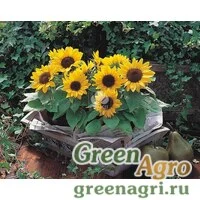 Семена Подсолнечник летний (Helianthus annuus) "Sunny Smile F1" raw 1000 шт.