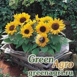 Семена Подсолнечник летний (Helianthus annuus) "Sunny Smile F1" raw 1000 шт.