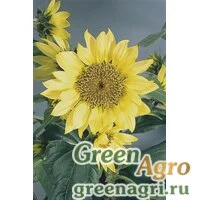 Семена Подсолнечник летний (Helianthus annuus) "Pacino" (lemon) raw 1000 шт.