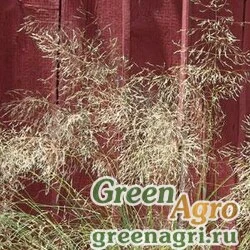 Полевичка Эллиота Eragrostis elliotii WIND DANCER GREEN Multi-pelleted 1000