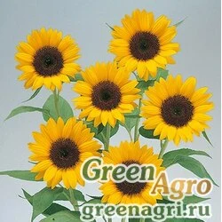Семена Подсолнечник летний Helianthus annuus Premier F1 Orange Precision 1000