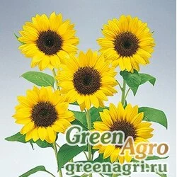 Семена Подсолнечник летний Helianthus annuus Premier F1 Lemon Precision 1000