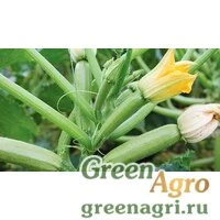 Семена Отто F1 0,5 тыс. семян, Syngenta