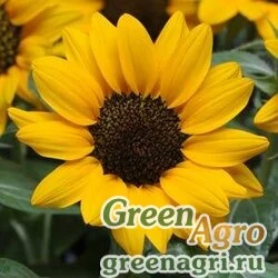 Семена Подсолнечник летний Helianthus annuus MISS SUNSHINE YELLOW Treated 1000