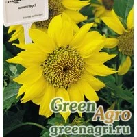 Семена Подсолнечник летний (Helianthus annuus) "Pacino" (gold) raw 1000 шт.