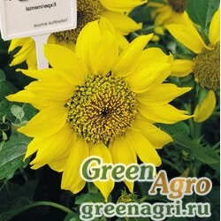 Семена Подсолнечник летний (Helianthus annuus) "Pacino" (gold) raw 1000 шт.