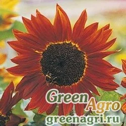 Семена Подсолнечник летний Helianthus annuus PRADO RED SHADES Treated 1000