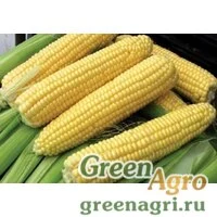 Семена Кукуруза, СИ Ротанго (Форс Зеа), 1 п.е., Syngenta