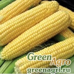 Семена Кукуруза, СИ Ротанго (Форс Зеа), 1 п.е., Syngenta