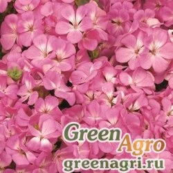 Семена Пеларгония зональная Мультиблум Пинк (1уп-100шт)