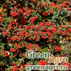 Семена Гаультерия лежачая (Gaultheria procumbens) "Winter Pearls" (speedy baron) primed 1000 шт.
