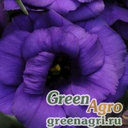 Семена Лизиантус (Эустома) крупноцветковый (Lisianthus grandiflorum) "ABC 1 F1" (purple) pelleted 1000 шт.