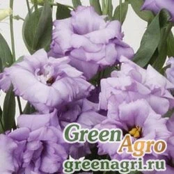 Семена Лизиантус (Эустома) крупноцветковый (Lisianthus grandiflorum) "ABC 2 F1" (lavender) pelleted 1000 шт.
