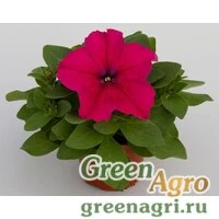 Семена Петуния грандифлора Эспрессо Грандэ Дип Роуз 100драже