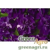 Семена Петуния махровая Дабл Каскад Блю 100драже
