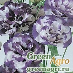 Семена Лизиантус (Эустома) крупноцветковый (Lisianthus grandiflorum) "ABC 2 F1" (blue rim) pelleted 1000 шт.