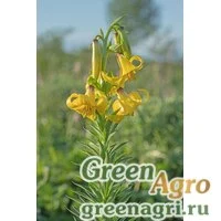 Семена Лилия однобратственная (Lilium monadelphum) 3.5 гр.