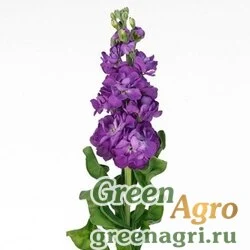 Левкой седой (Matthiola incana) "Aida" (blue) raw 1000 шт.