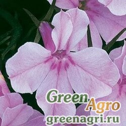 Семена Лобелия ежевидная (Lobelia erinus) "Riviera" (lilac) Raw 1 гр.