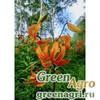 Семена Лилия двурядная (Lilium distichum) 3.5 гр.