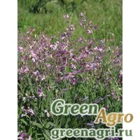 Семена Левкой двурогий (Matthiola bicornis) 100 гр.