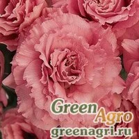 Семена Лизиантус (Эустома) крупноцветковый (Lisianthus grandiflorum) 