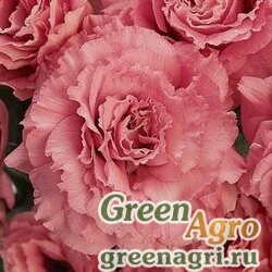 Семена Лизиантус (Эустома) крупноцветковый (Lisianthus grandiflorum) "ABC 3 F1" (rose) pelleted 1000 шт.