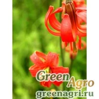 Семена Лилия мозолистая (Lilium callosum) 3.5 гр.