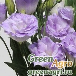 Семена Лизиантус (Эустома) крупноцветковый (Lisianthus grandiflorum) "ABC 2 F1" (misty blue) pelleted 1000 шт.