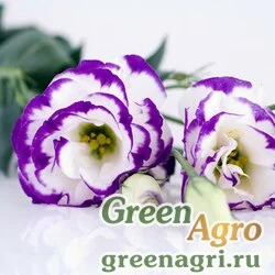 Семена Лизиантус (Эустома) крупноцветковый (Lisianthus grandiflorum) "Arena III F1" (blue picotee) pelleted 1000 шт.