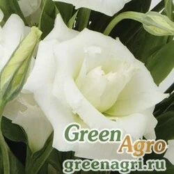 Семена Лизиантус (Эустома) крупноцветковый (Lisianthus grandiflorum) "ABC 1 F1" (white) pelleted 1000 шт.
