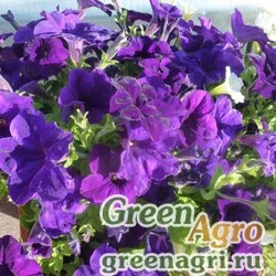 Семена Петуния ампельная Самба Блю 100драже