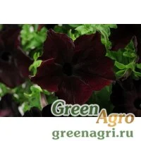 Семена Петуния грандифлора Софистика Блекберри 100драже