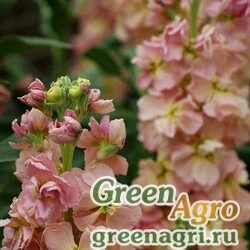 Семена Левкой седой (Matthiola incana) "Katz" (apricot) raw 1 гр.