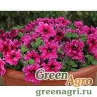 Семена Петуния бахромчатая Эспрессо Фраппе Роуз 100драже