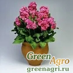 Семена Левкой седой (Matthiola incana) "Cinderella" (pink) raw 1000 шт.