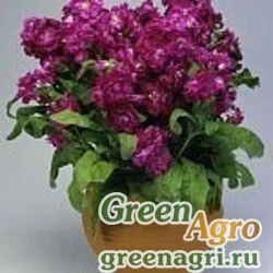 Семена Левкой седой (Matthiola incana) "Cinderella" (purple) Raw 1000 шт.