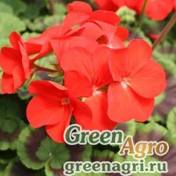 Семена Пеларгония зональная Нано Ред 100шт