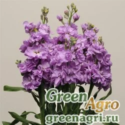 Семена Левкой седой (Matthiola incana) "Katz" (lavender blue) raw 1 гр.