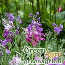 Семена Левкой седой (Matthiola incana) "Beauty of Nice" (mix) 30 г
