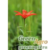 Семена Лилия Буша (Lilium buschianum) 2 гр.
