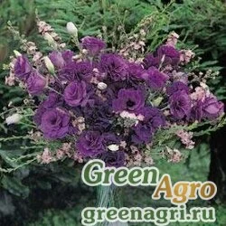 Семена Лизиантус (Эустома) крупноцветковый (Lisianthus grandiflorum) "ABC 2 F1" (purple) pelleted 1000 шт.